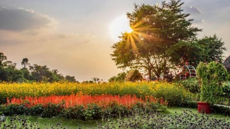 Canh dong hoa cuc kim cuong Da Lat trai dai duoi nang vang ruc ro